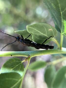 Plancia ëd Necydalis cavipennis Le Conte 1873