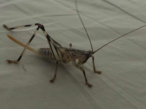 Image de Nicsara trigonalis Walker & F. 1869