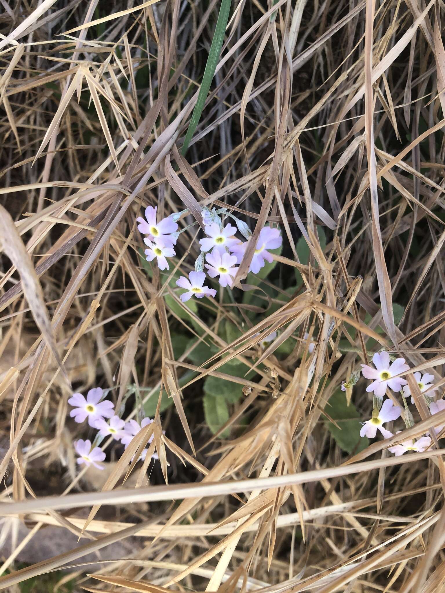 Image of cavedwelling primrose