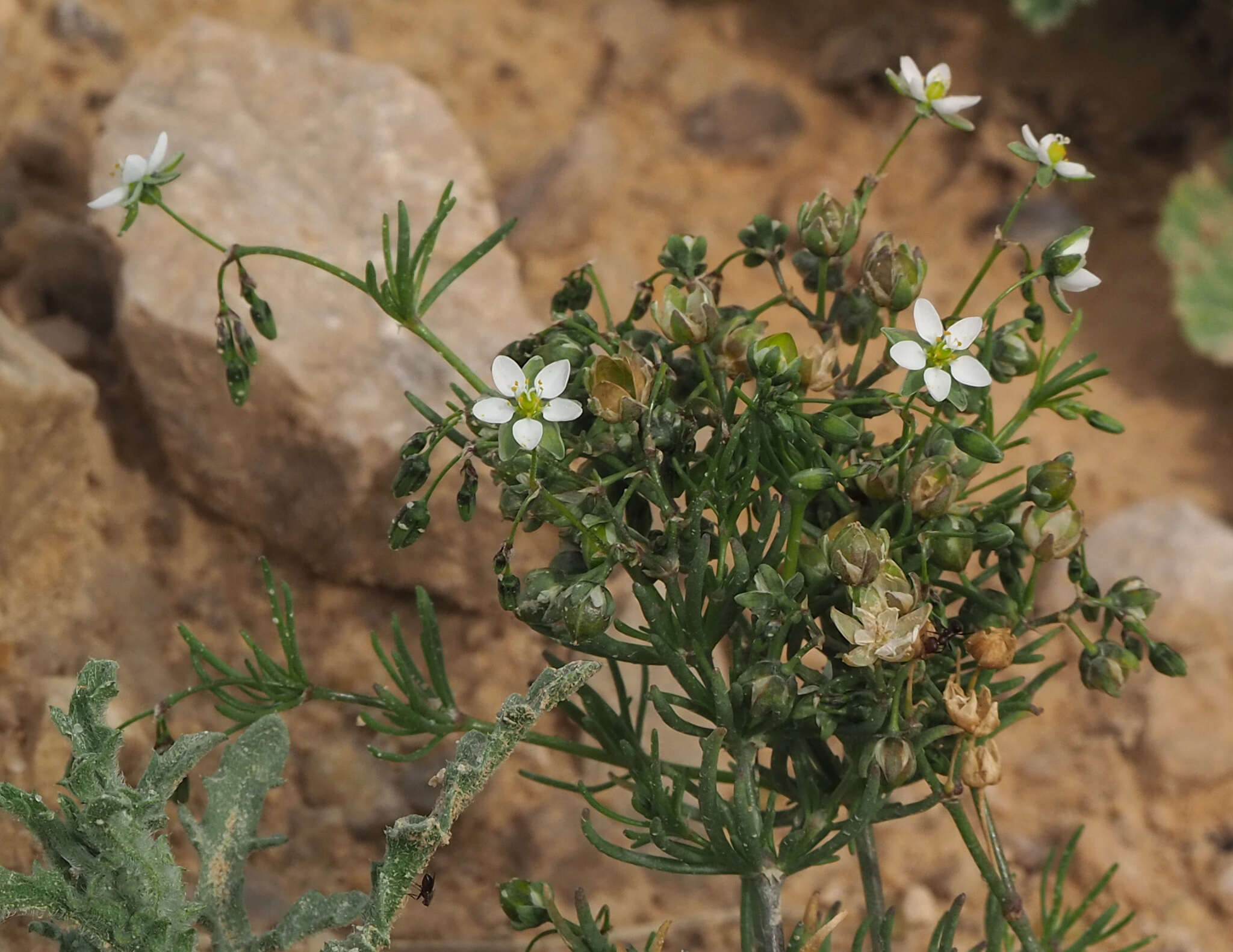 Image of Spergularia flaccida (Madden) I. M. Turner