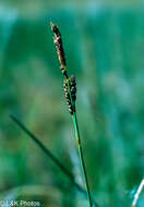 Image of Parry's Sedge