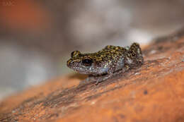 Image of Whistling Chirping Frog