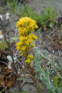 Image of Coast Goldenrod