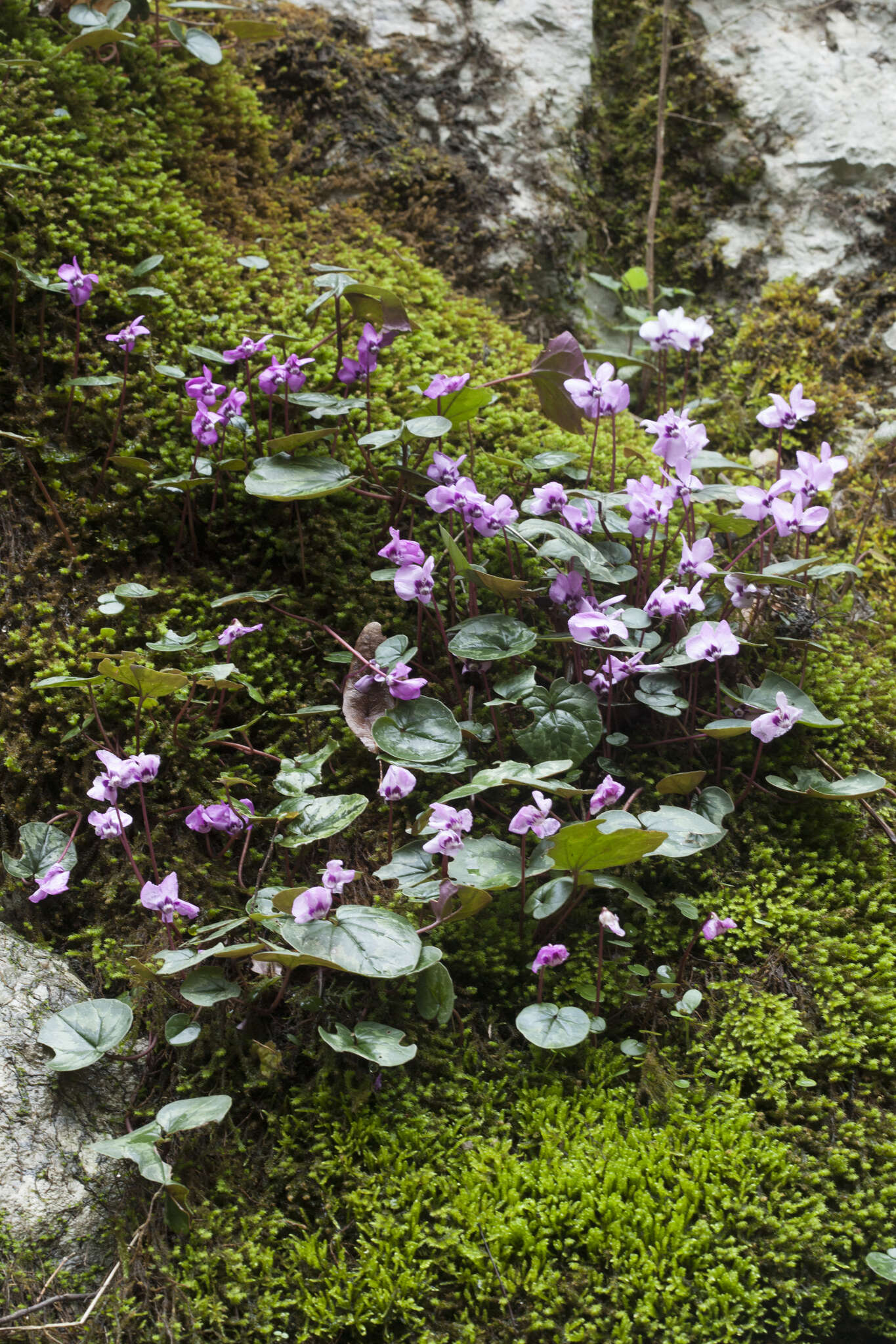 Image of Cyclamen coum Miller