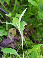 Image of Cerastium davuricum Fischer