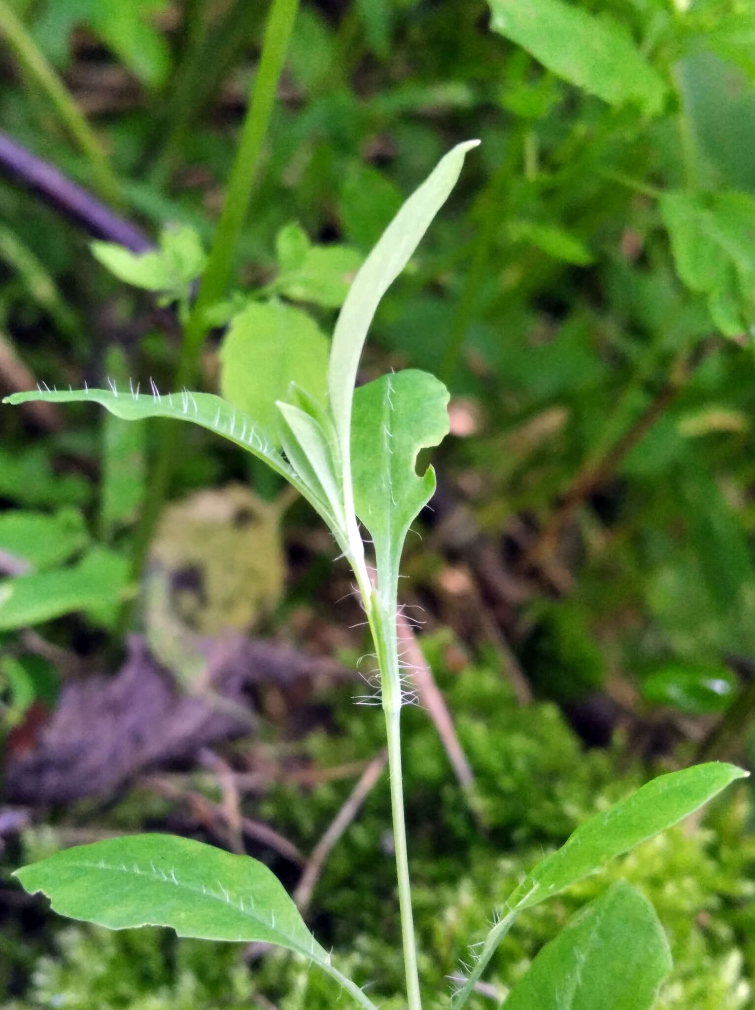 Image of Cerastium davuricum Fischer