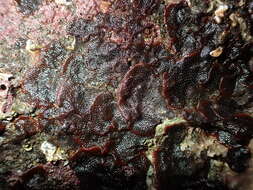 Image of Red ripple bryozoan