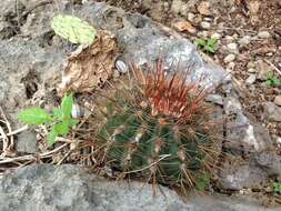 Image of Melocactus macracanthos (Salm-Dyck) Link & Otto