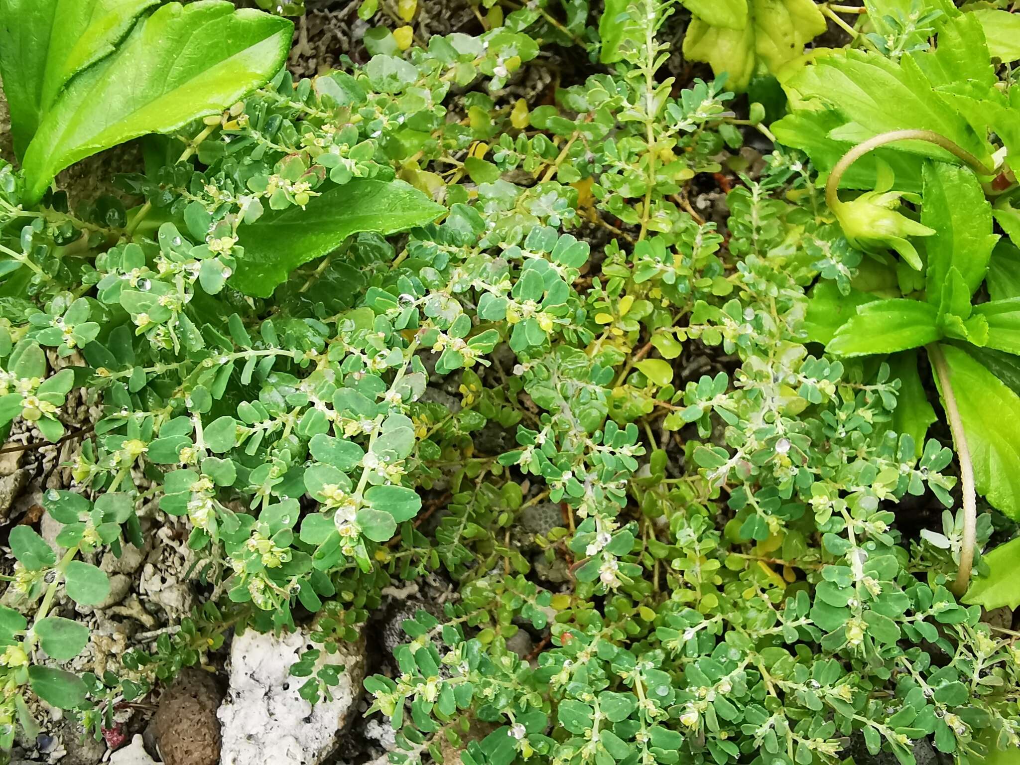 Слика од Euphorbia cozumelensis Millsp.