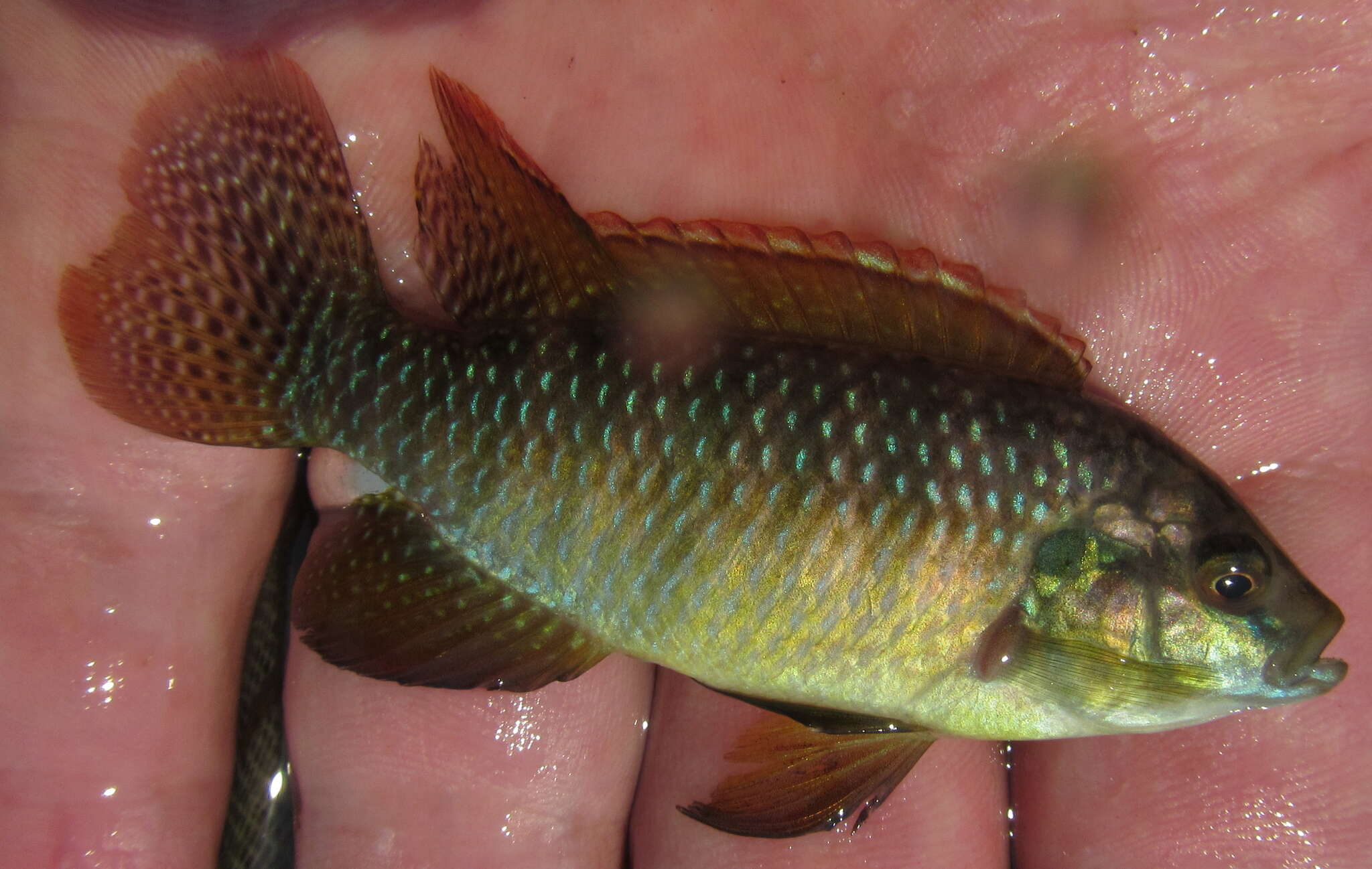 Image of Okavango tilapia