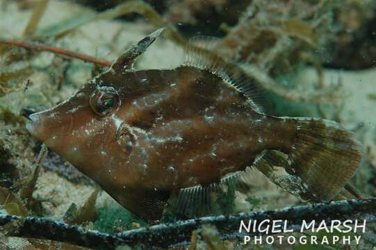 Image of Cantheschenia longipinnis (Fraser-Brunner 1941)