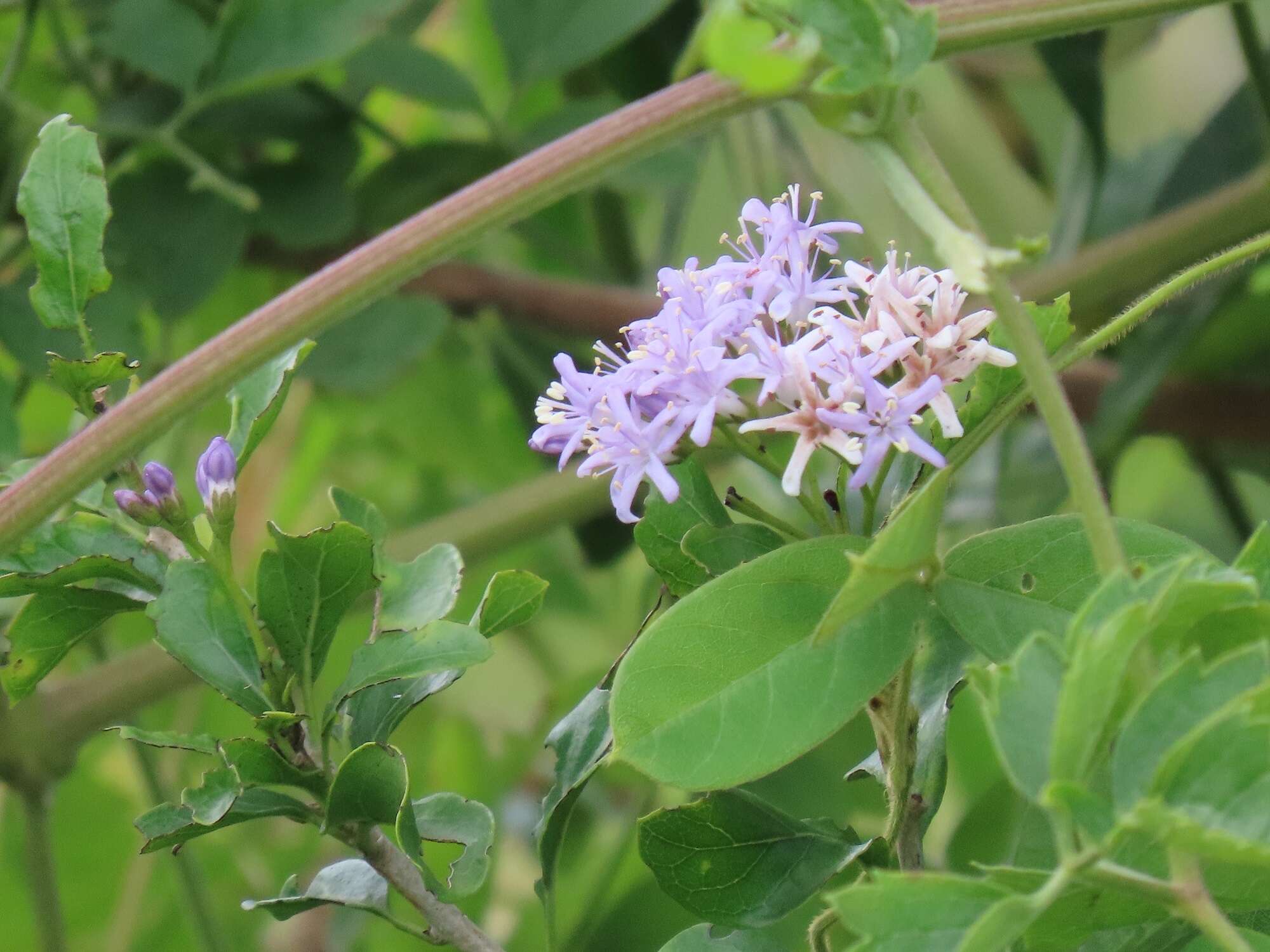 Image de Ehretia obtusifolia Hochst. ex DC.