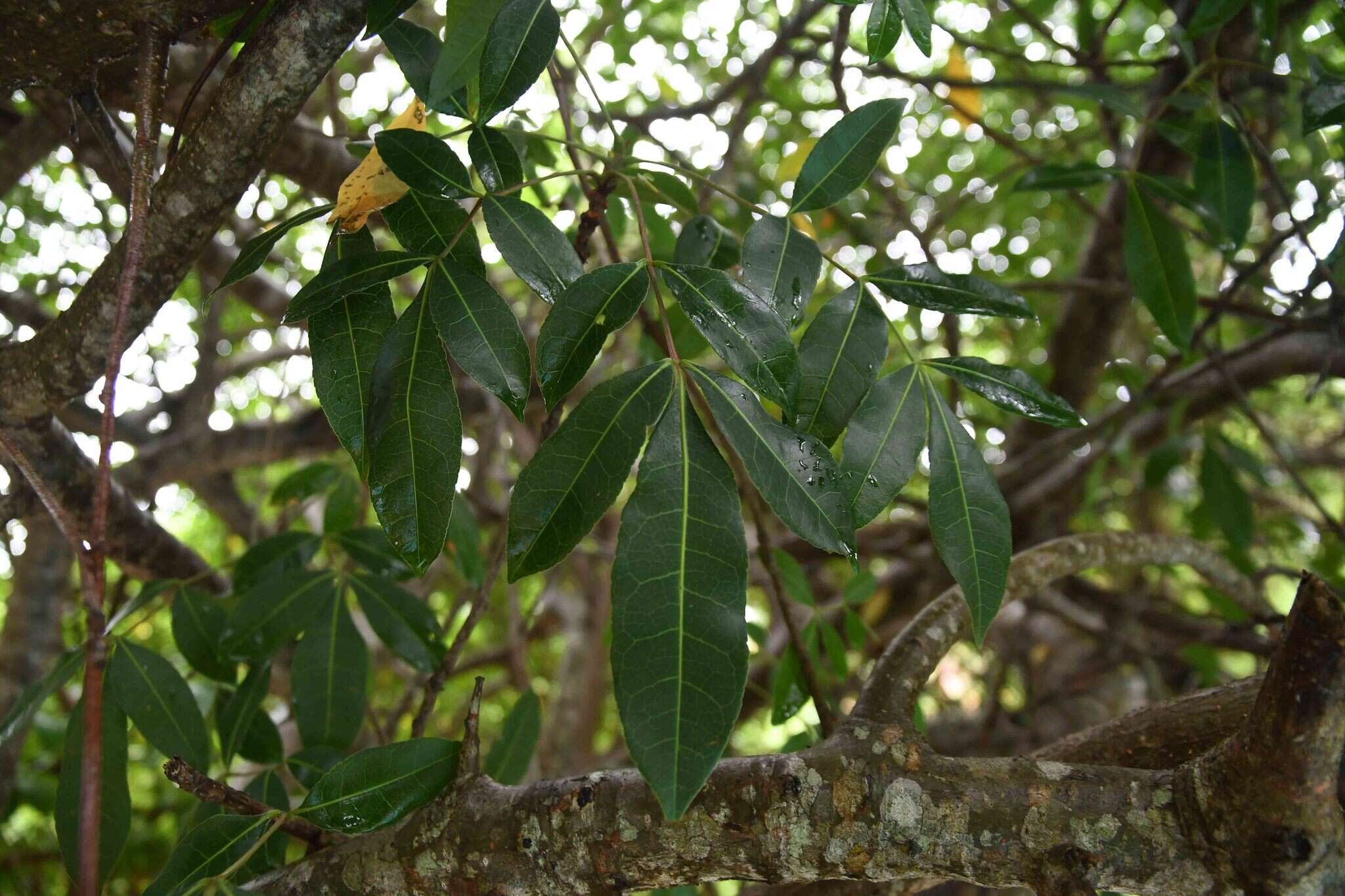 Image of Commiphora schlechteri Engl.