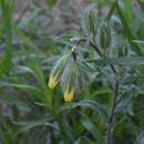 Image of Onosma irritans Popov ex Pavlov