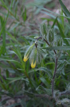 Image of Onosma irritans Popov ex Pavlov