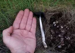 Image of Coprinus spadiceisporus Bogart 1976