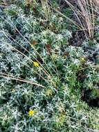 Image of seaside woolly sunflower