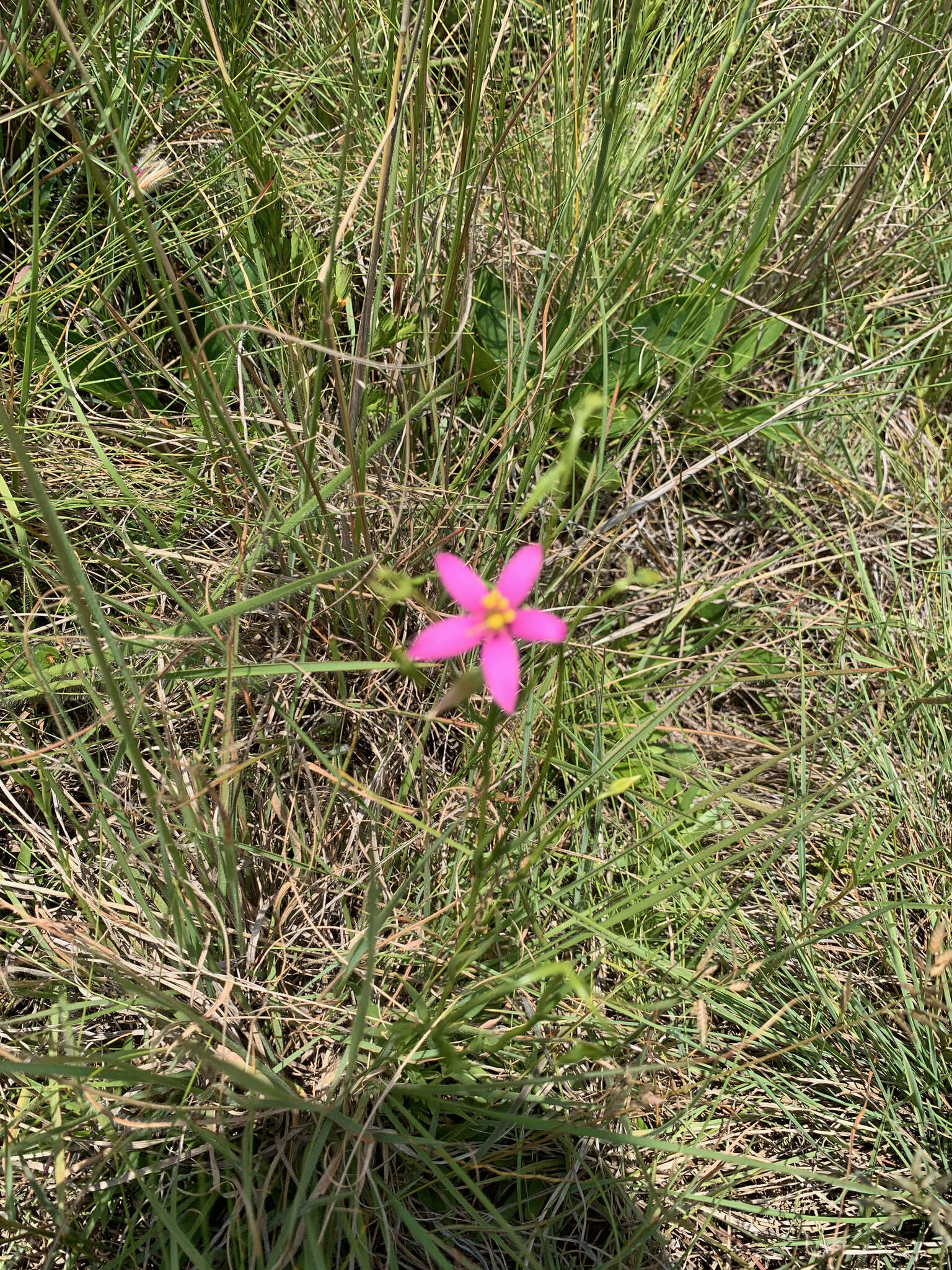 Image of Pink star