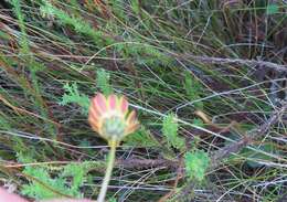 Ursinia dentata (L.) Poir. resmi