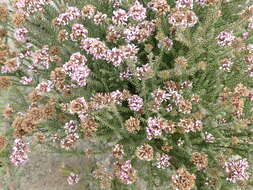 Image of Disparago ericoides (Berg.) Gaertn.