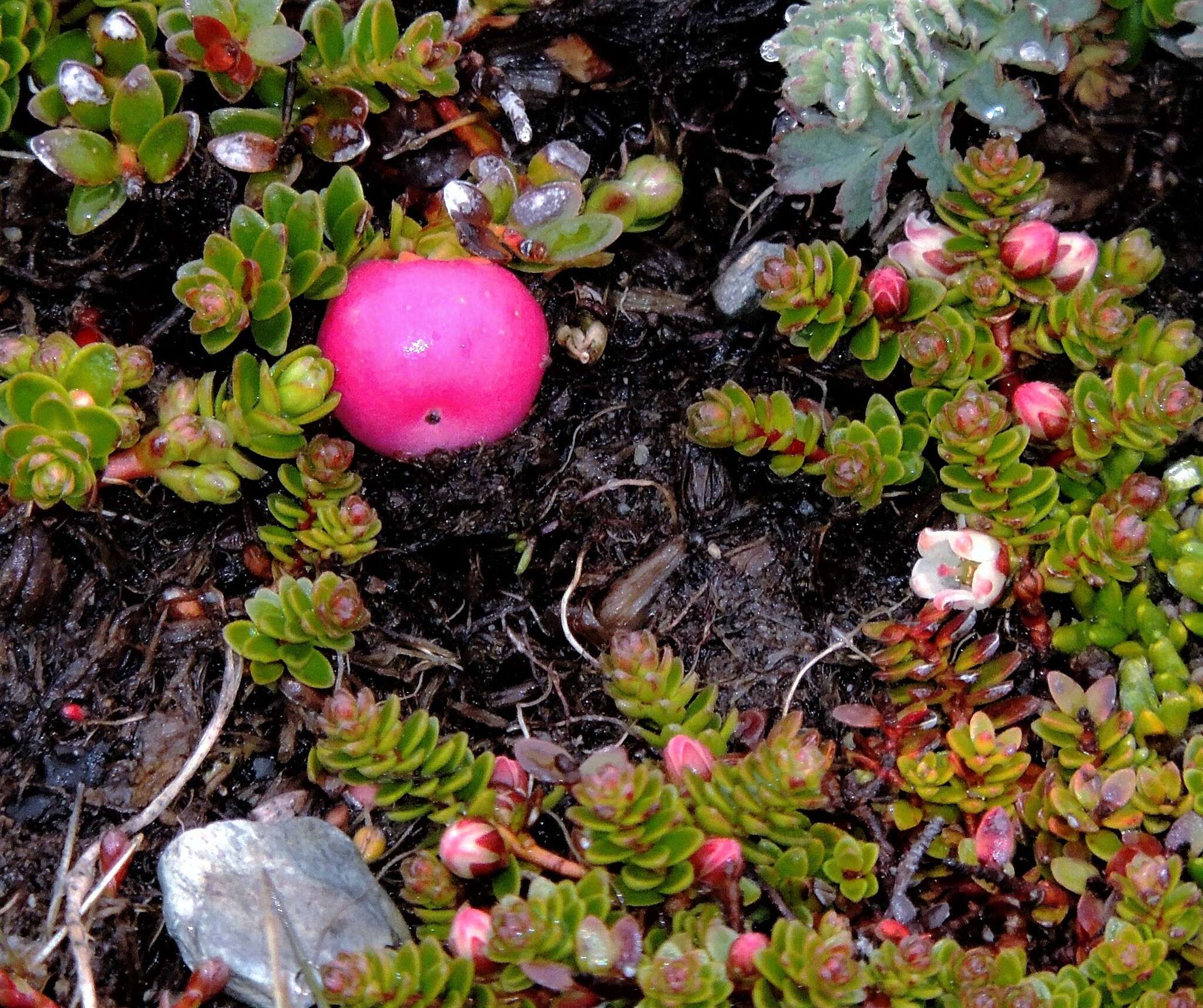 Image of Gaultheria pumila (L. fil.) D. J. Middleton