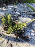 Image of Lewton's milkwort