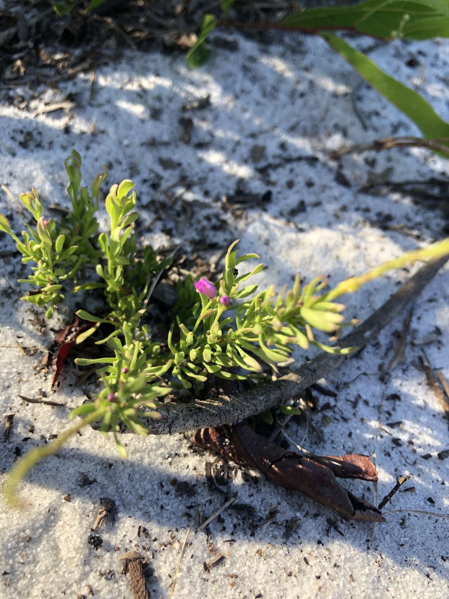 Image of Lewton's milkwort