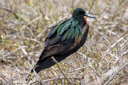 Image of Great Frigatebird