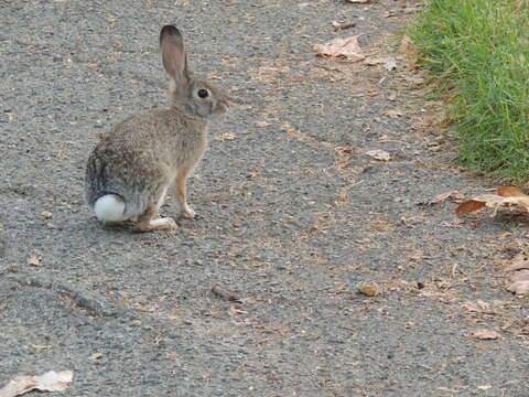 Image of Audubon's Cottontail