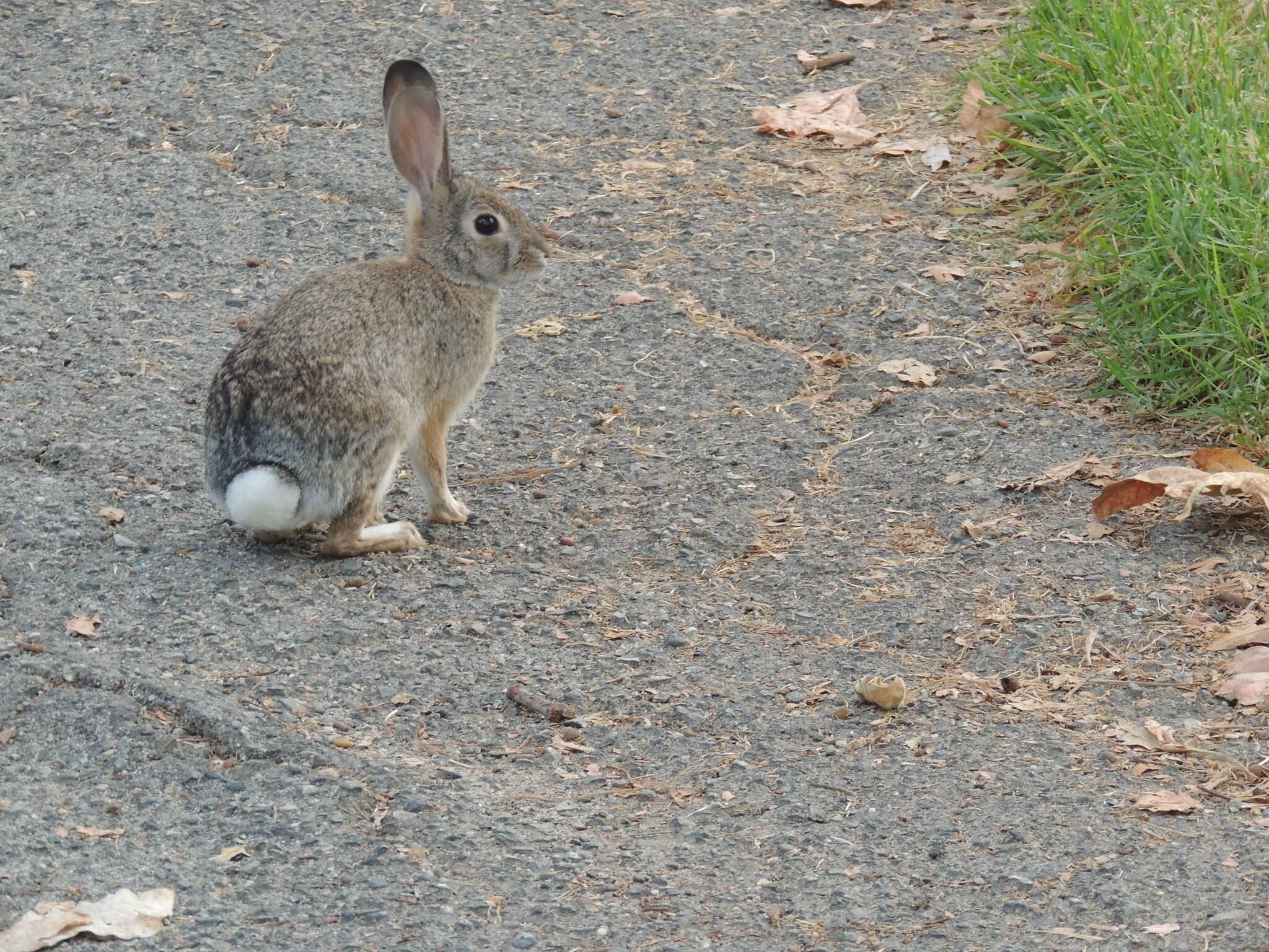 Imagem de Sylvilagus audubonii (Baird 1858)