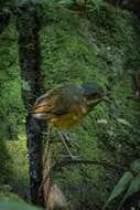 Image of Scaled Antpitta