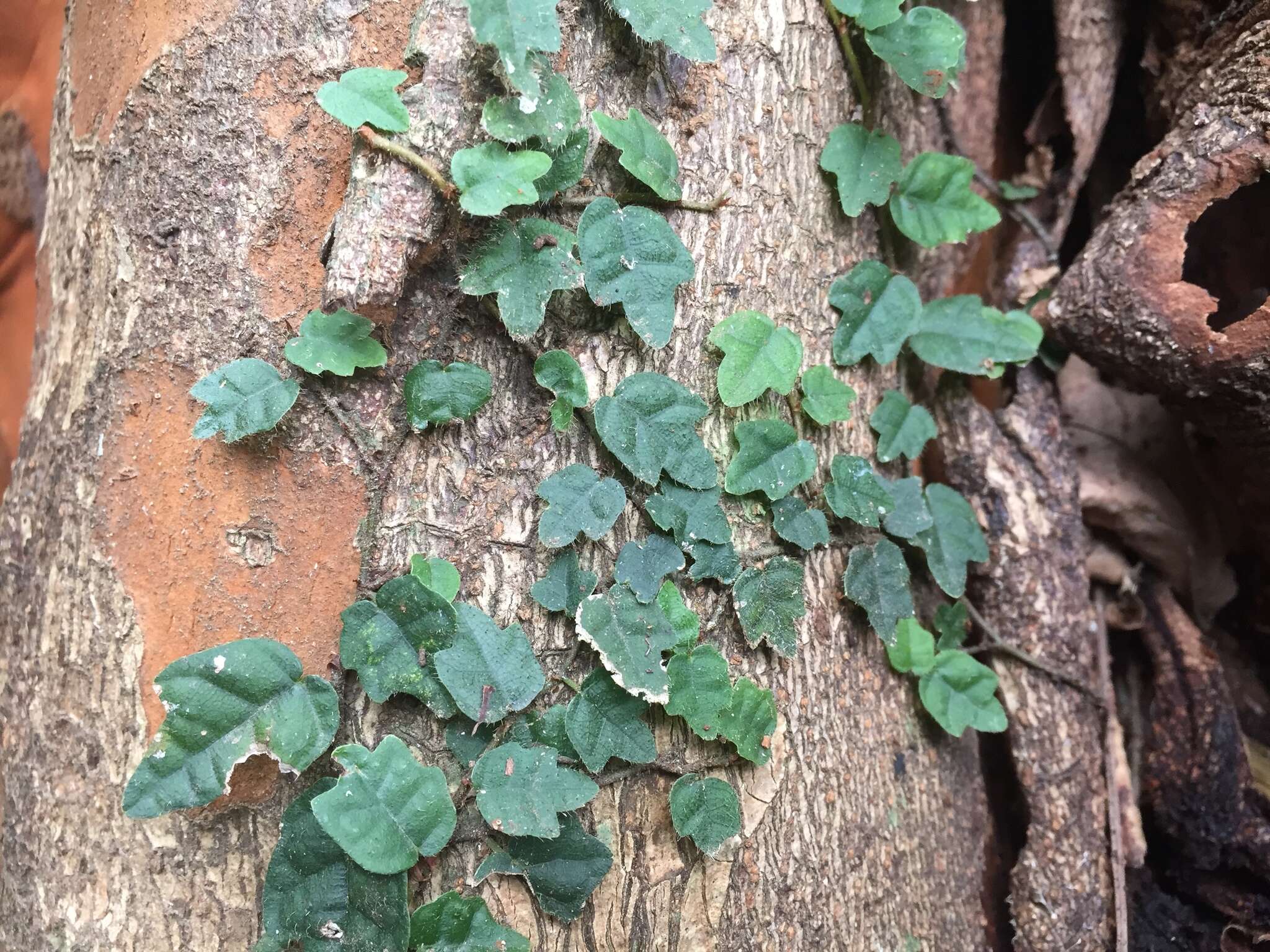 Image of Ficus sarmentosa var. thunbergii (Maxim.) Corner