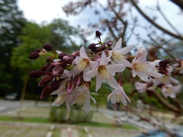 Image of Cratoxylum formosum (Jack) Benth. & Hook. fil. ex Dyer