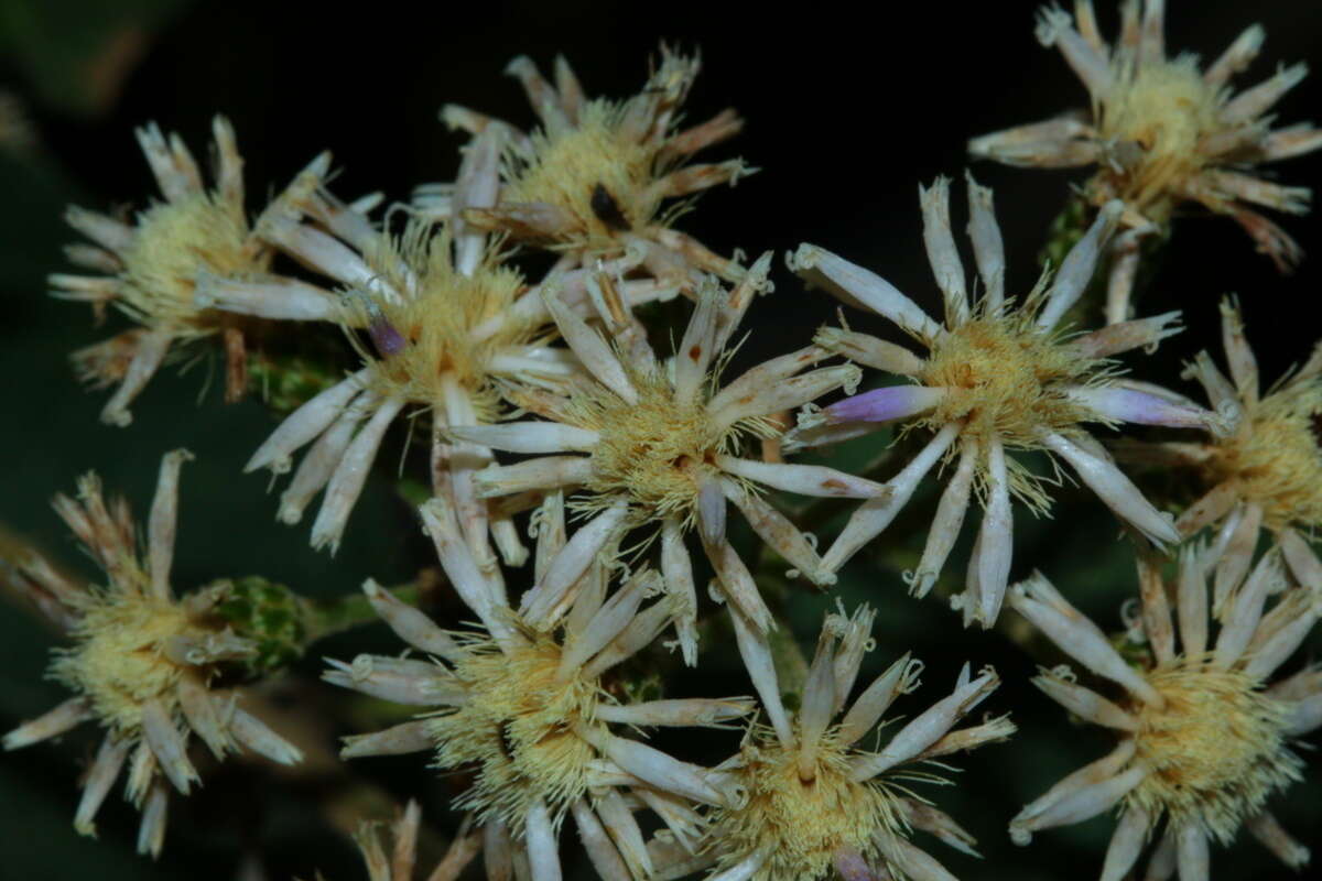 Image of Lowveld veronia