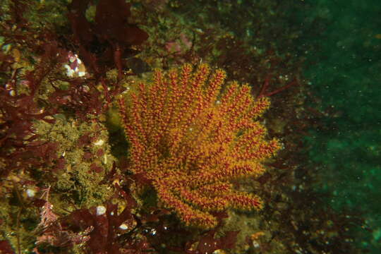 Sivun Muricea californica Aurivillius 1931 kuva