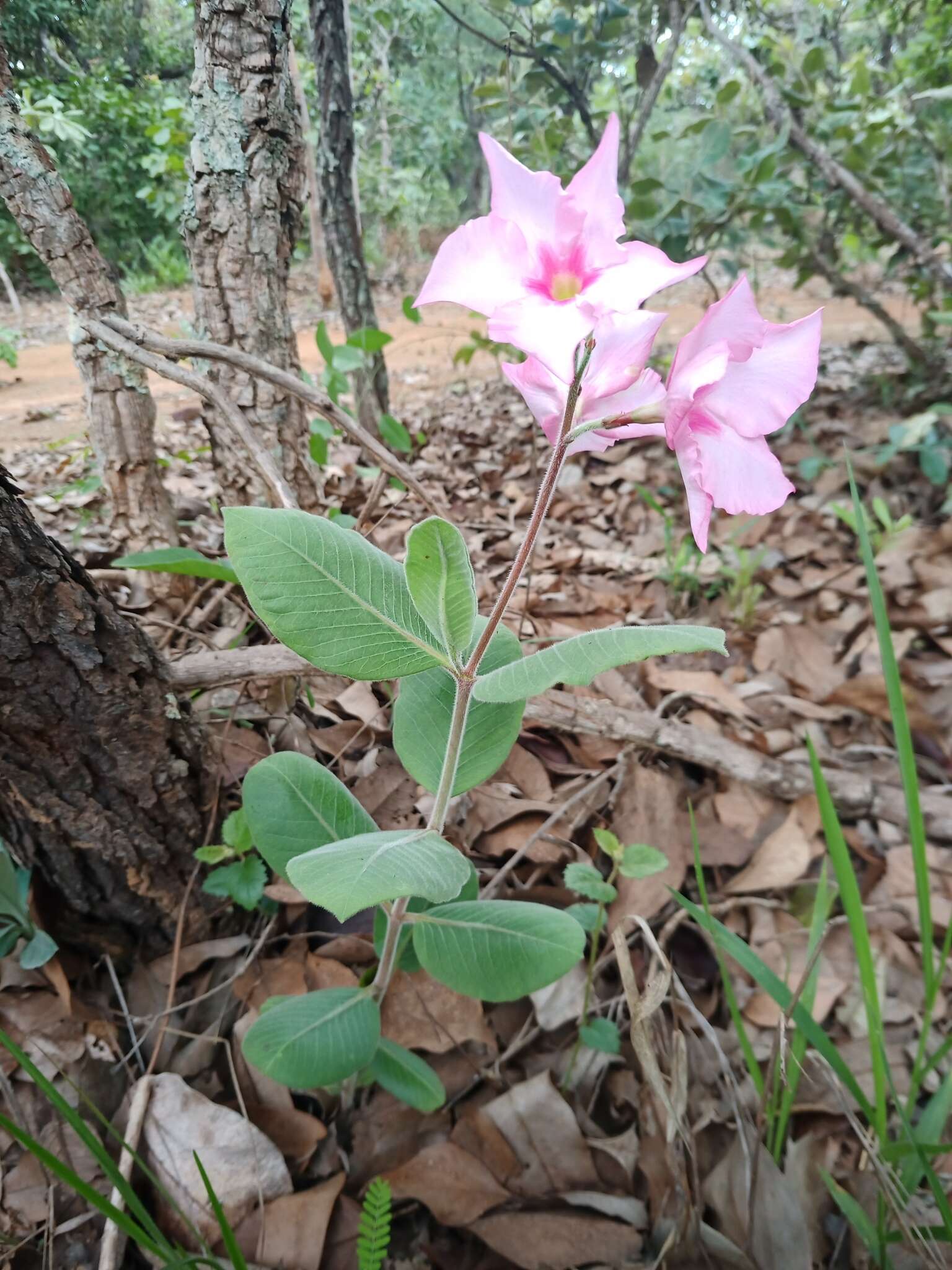 Image of Mandevilla illustris (Vell.) R. E. Woodson