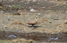 Image of Yellow-throated Sandgrouse