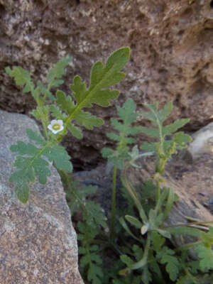 Image de Eucrypta chrysanthemifolia (Benth.) Greene