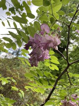 صورة Robinia hispida var. rosea Pursh