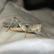 Image of Ridged Grasshopper