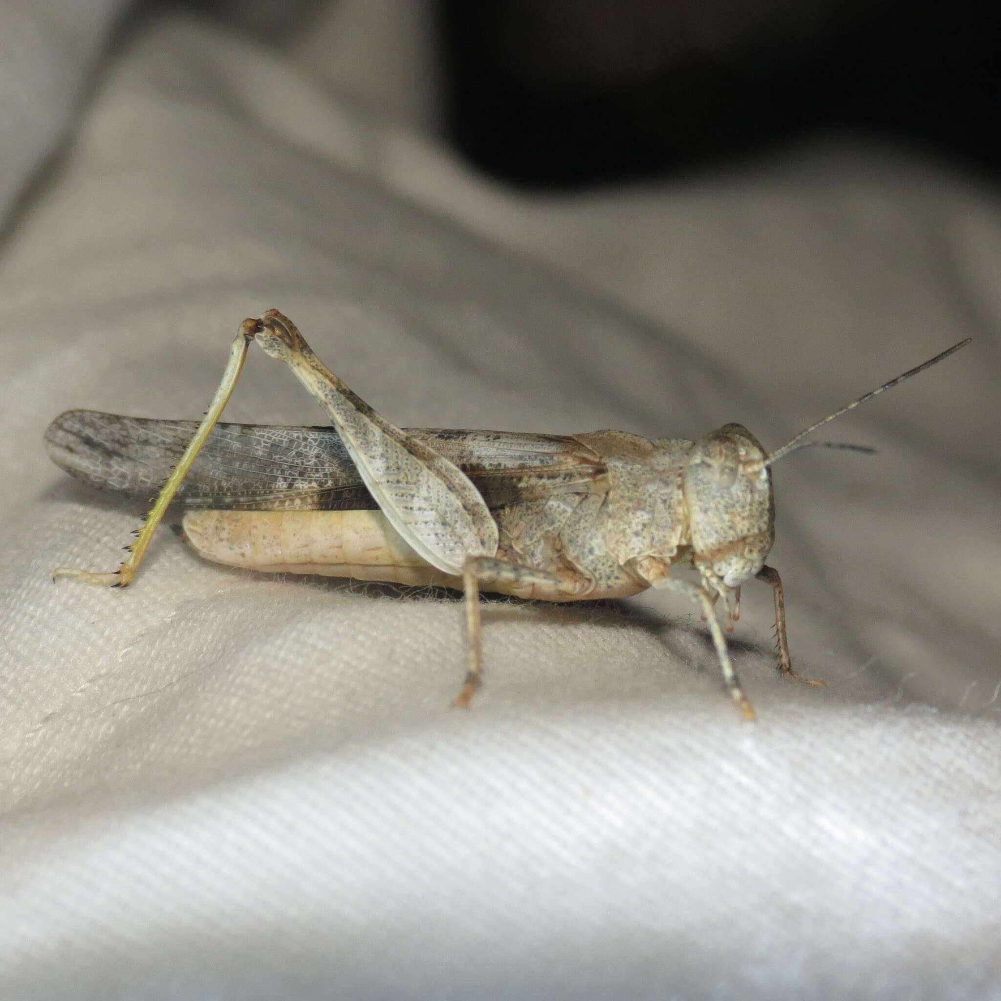 Image of Ridged Grasshopper