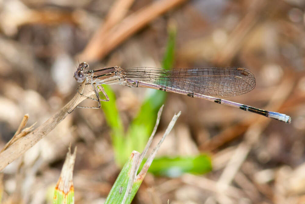 Image of Variable Dancer