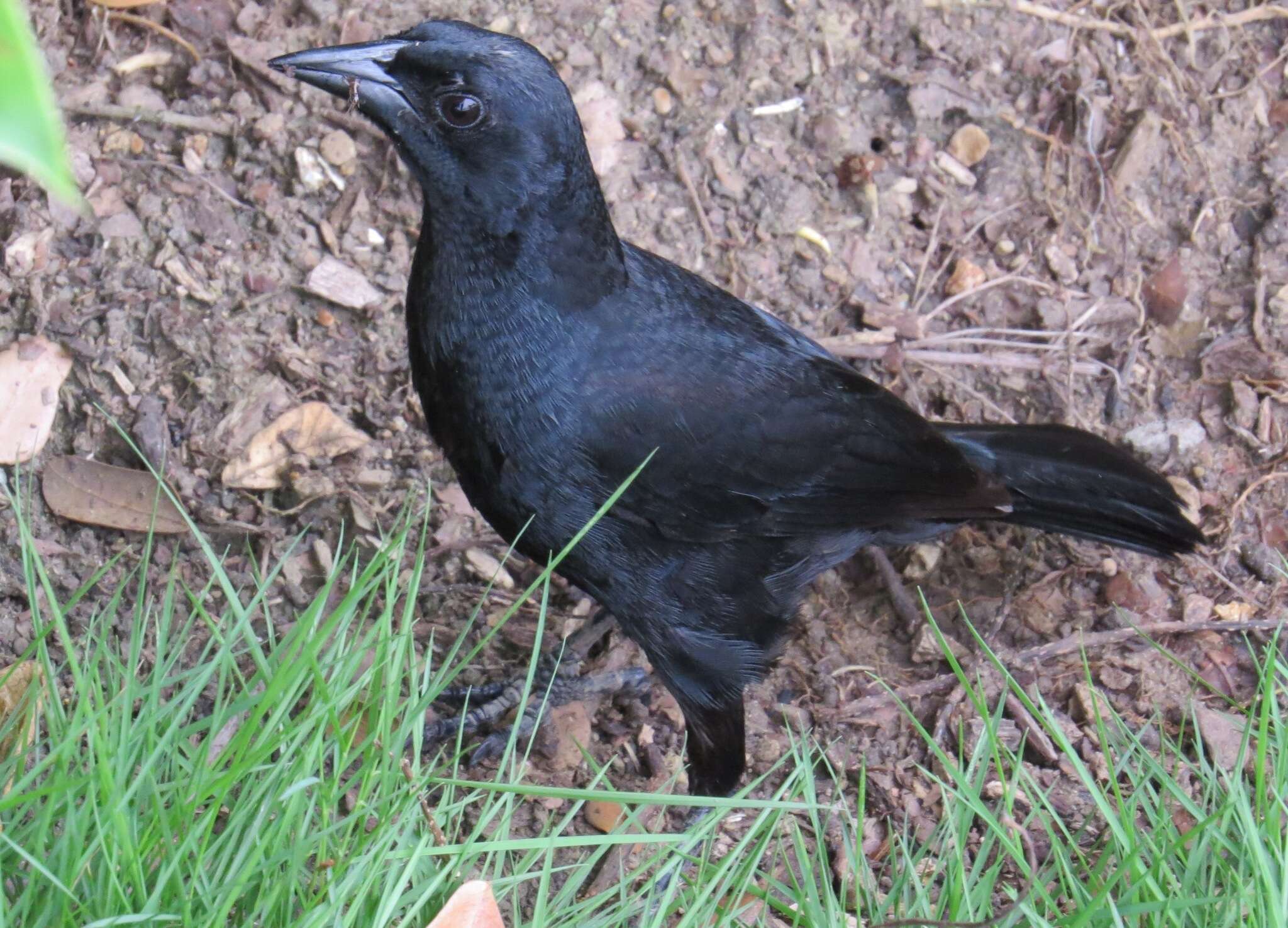 Image of Scrub Blackbird