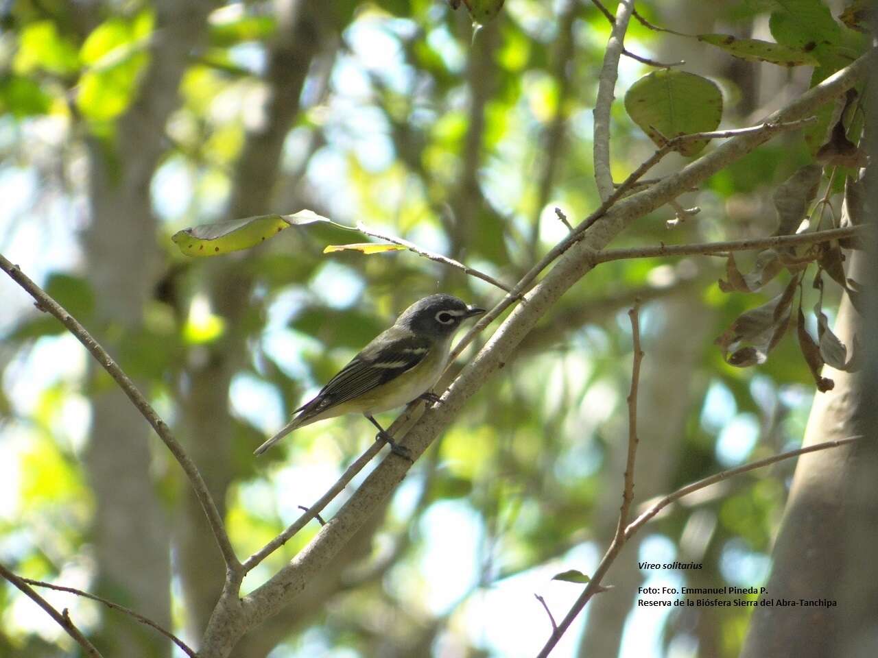 Image of Blue-headed Vireo