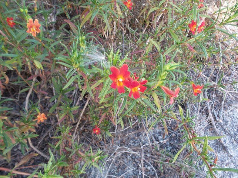 Image of red bush monkeyflower