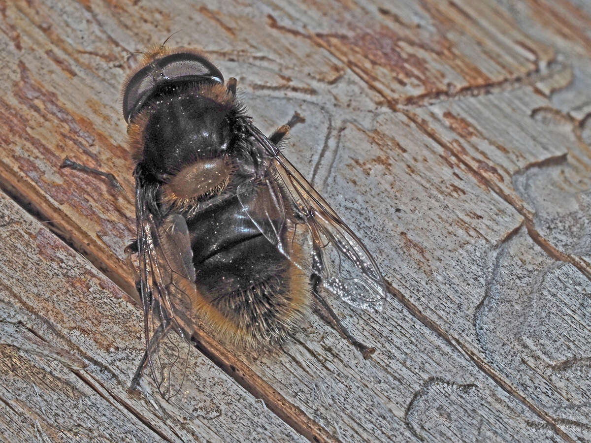 Image of Eristalis intricaria (Linnaeus 1758)