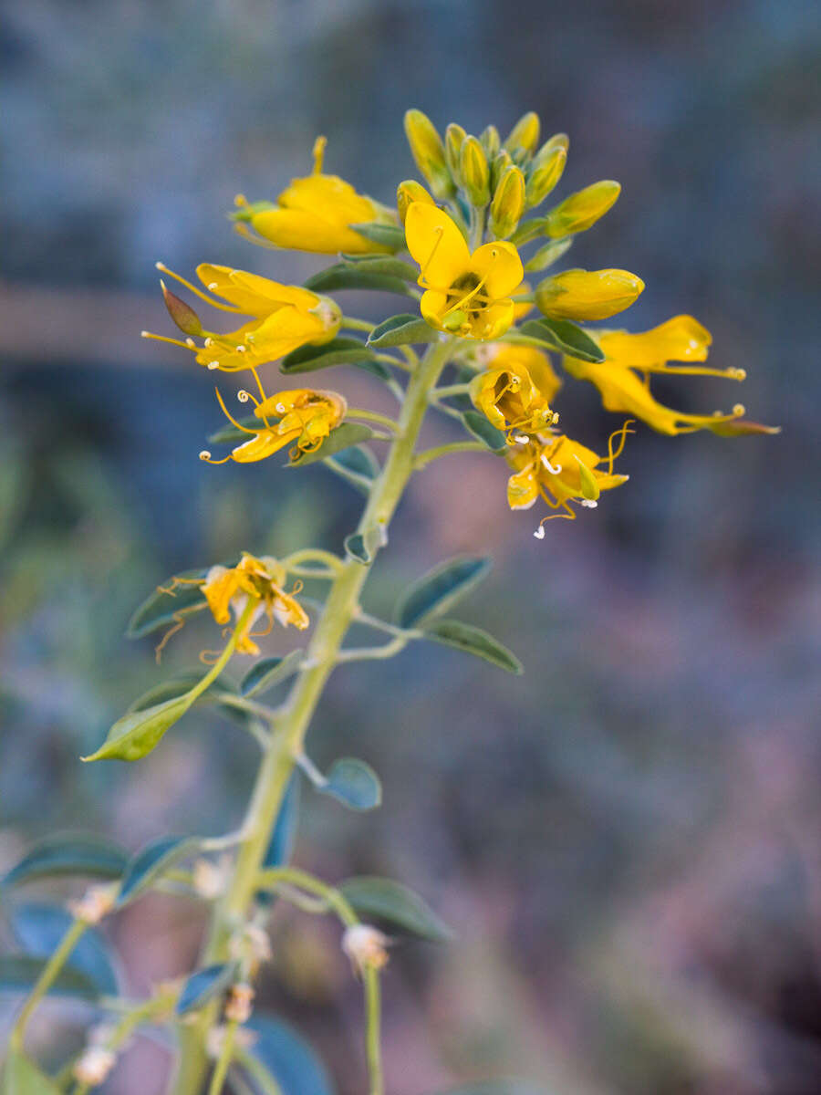 Image of bladderpod spiderflower