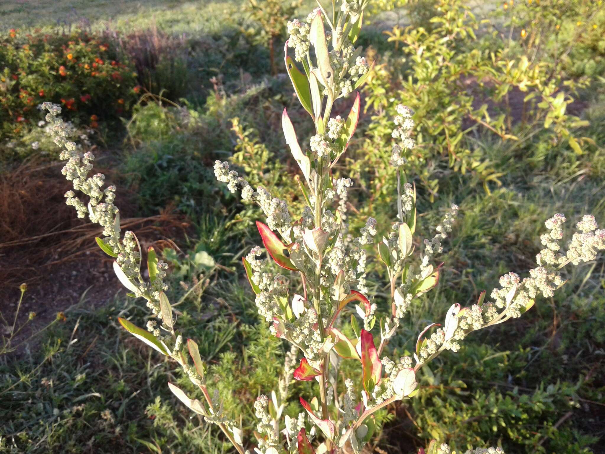 Imagem de Chenopodium berlandieri Moq.