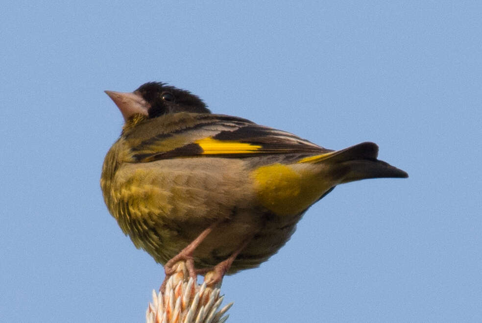 Image of Black-headed Greenfinch