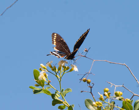 Image of Poey's Black Swallowtail